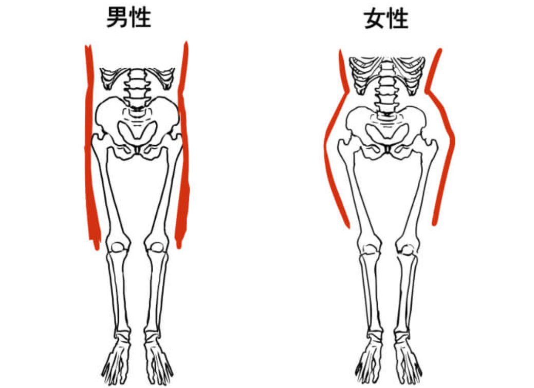 女的身体结构是什么，女性身体结构部分（人类女性为何进化出狭窄扭曲的产道）