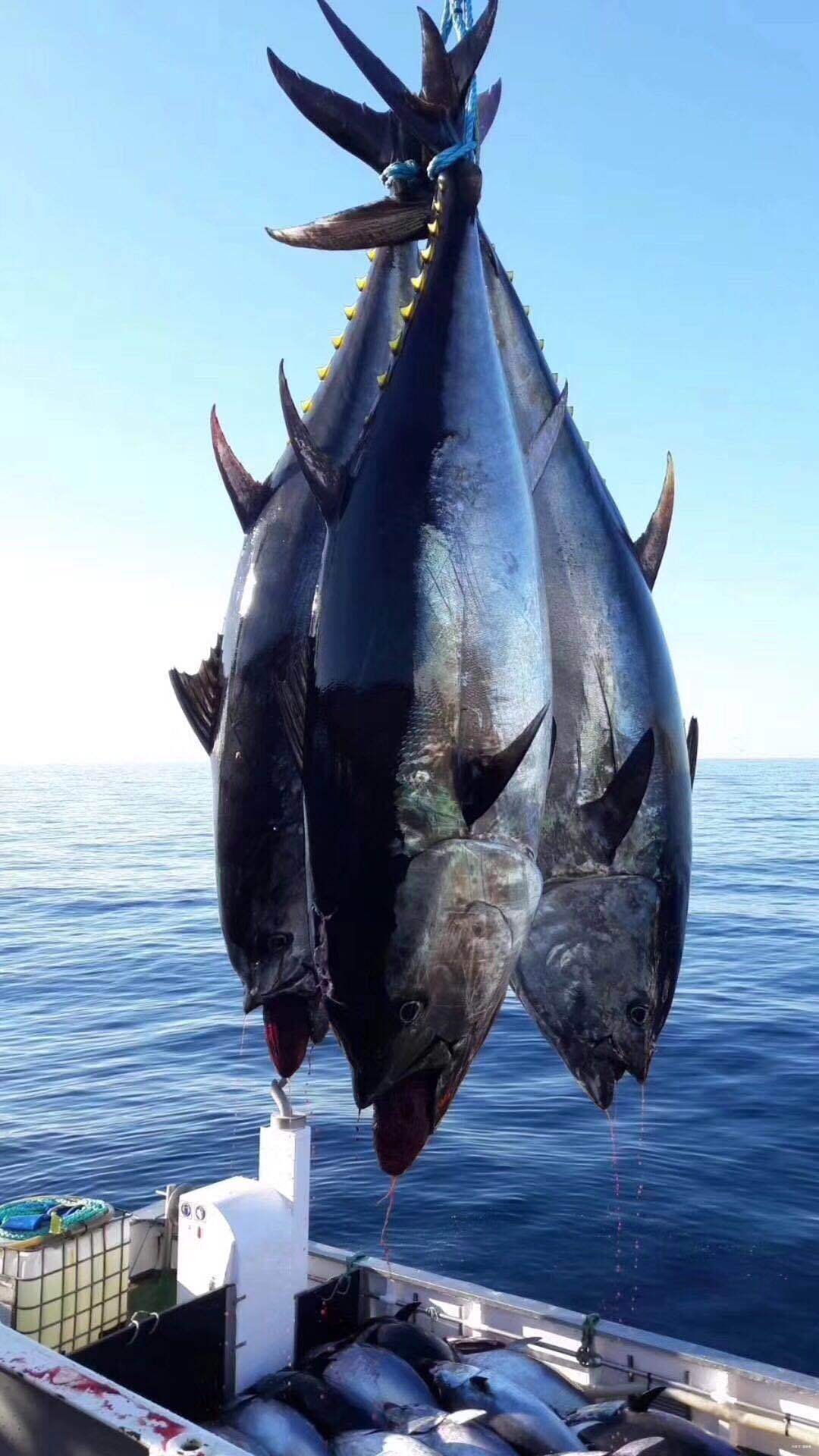 海钓视频大金枪鱼(渔民小张太奢侈) - 去钓鱼