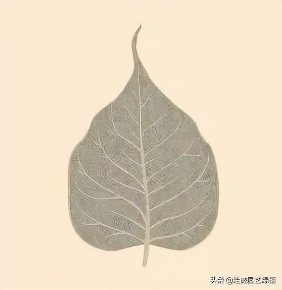 怎么养佛花千瓣金莲，千叶佛莲花怎么养（最有佛性的“五树六花”这些禅意绿植放在家里好养又增光）