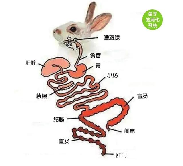家兔的消化系统图片