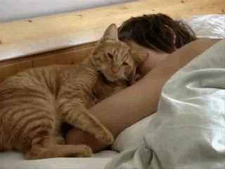 如何从猫咪的肉垫看出性格，猫咪的肉垫形状