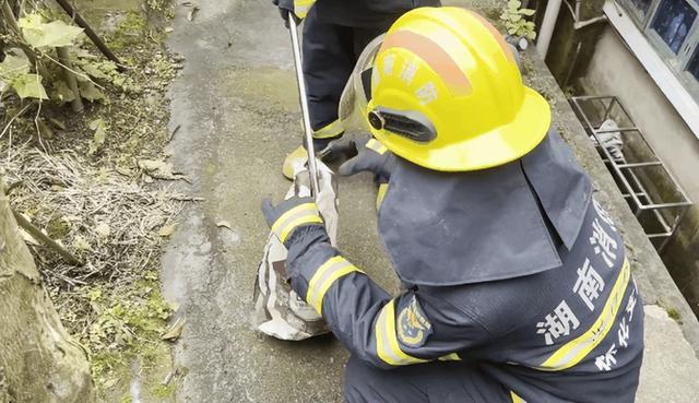 中国十大毒蛇，中国十大毒蛇排名 前十名（我国陆地第一毒蛇银环蛇）
