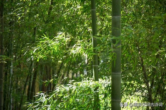 写古诗《画》的作者是谁，画的作者怎么称呼（何可一日无此君）