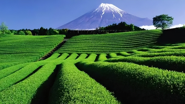 去日本旅游，去日本旅游需要什么手续和证件（日本最值得去的7个小众旅游地）