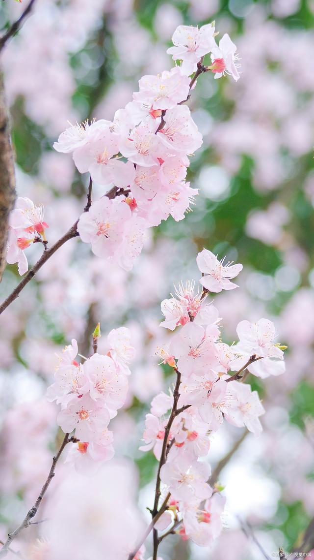 花唯美诗歌座右铭句子，花的唯美语录短句（《惜花芷》中值得反复品读的经典语录一）