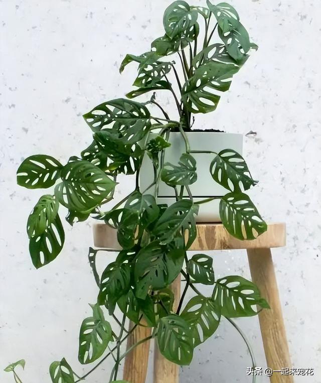 什么花没叶子，什么花没叶子?（10种不喜欢晒太阳的花）