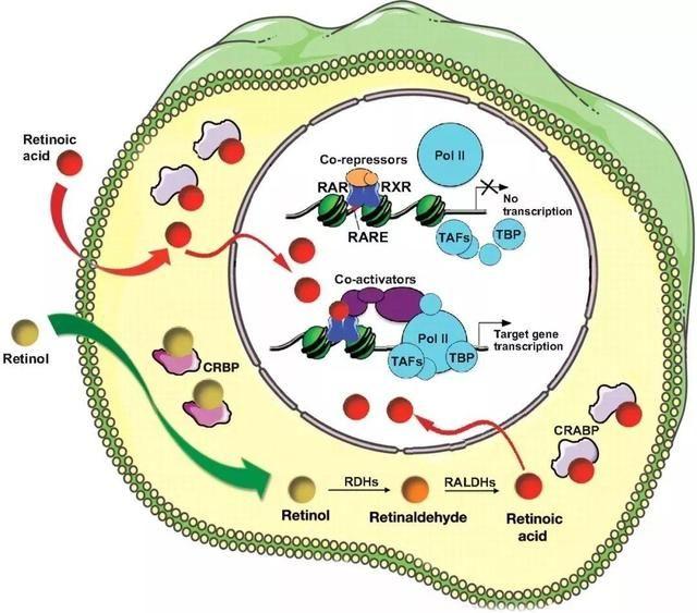 几款美白抗皱的面霜推荐，美白抗皱护肤品哪个牌子好用（抗衰老中“A醇”有多么的神奇）