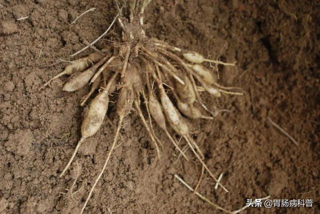 曼陀罗花的图片，曼陀罗花是什么（301味中药材的原植物彩色图谱）