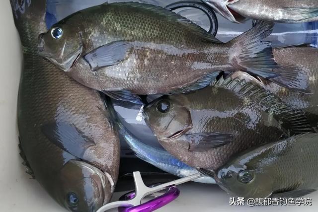 黑毛鱼是什么鱼，黑毛鱼的摄食习性和垂钓技巧