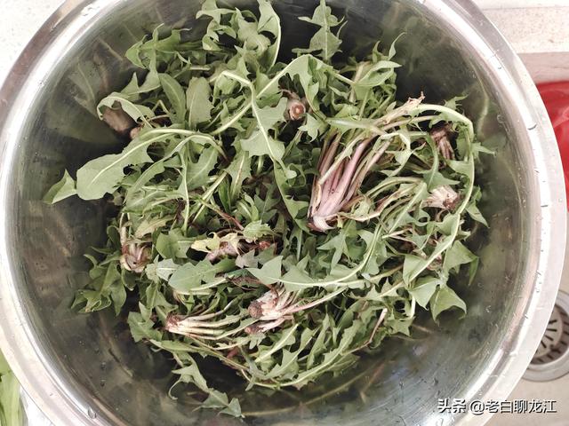 婆婆丁是什么，婆婆丁是什么菜图（说说婆婆丁）