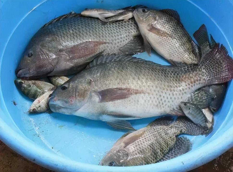 "不是放生就是送人"为何刺少肉质鲜美的罗非鱼,不招钓鱼人待见