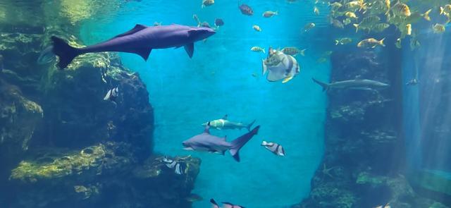 厦门椰风寨游乐场，厦门十大人少好玩的景点是什么（厦门旅游推荐之椰风寨海洋科普乐园）