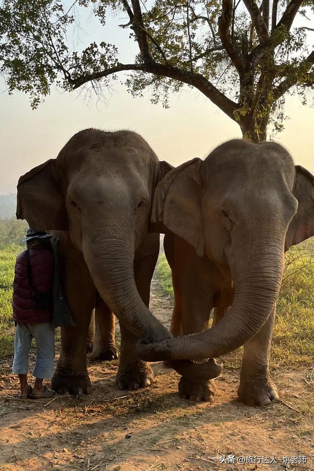 安纳塔拉度假会，阿布扎比安纳塔拉度假村（泰北，丛林野奢OR城市度假）
