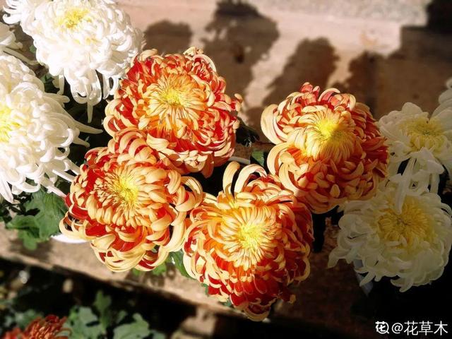 春天开的花有哪些，春天开的花有哪些是白色的（现在养正是开花好时候）