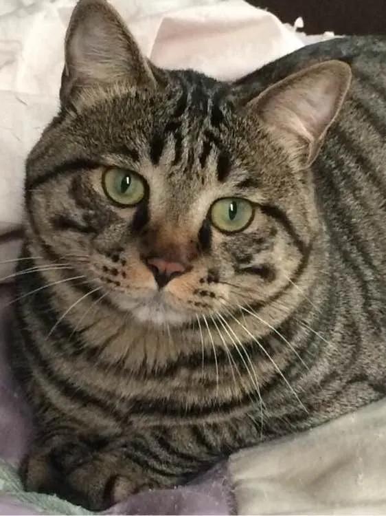 波斯猫多少钱一只，折耳猫价格多少钱一只（宠物猫价格排行榜）