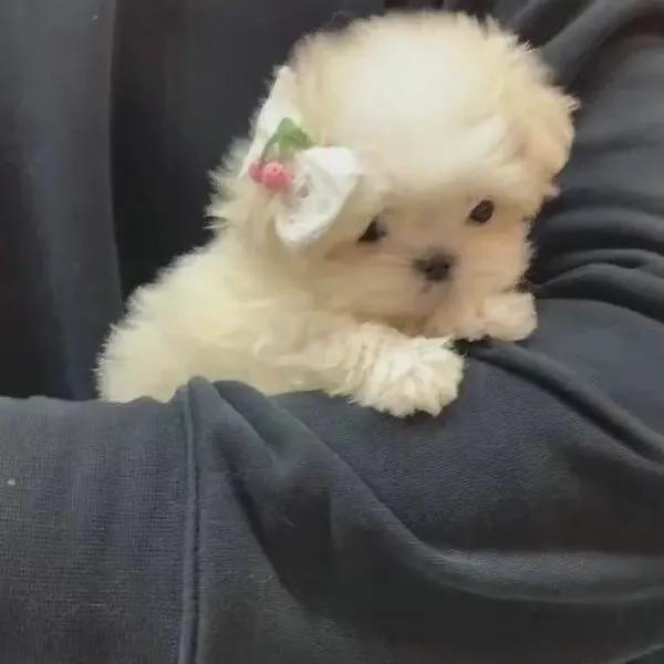 动物男头（你喜欢就好），微信头像，动物男头（你喜欢就好）（可爱头像‖很精致的小动物）