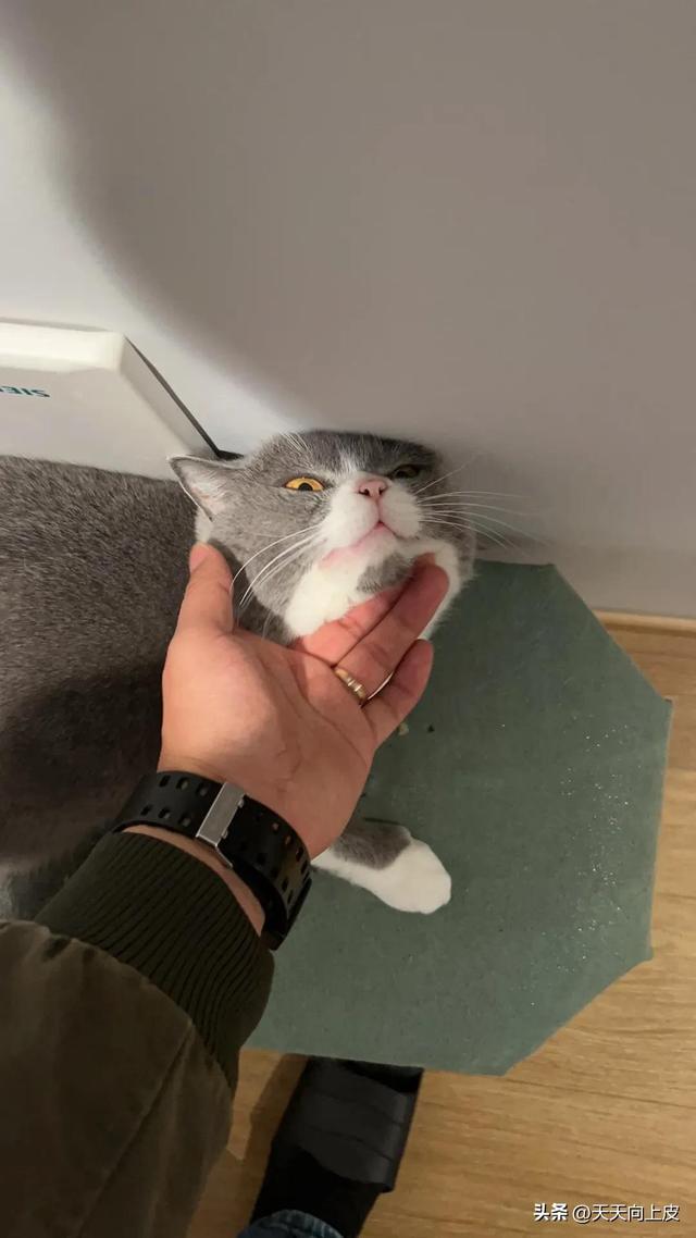 吸鞋是什么意思，吸烟鞋是什么鞋（关于我家猫的某些怪癖）