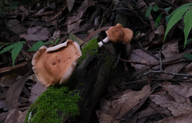 香菇火腿焖饭如何做，香菇鸡腿焖饭（小宅时光：有香菇火腿焖饭）