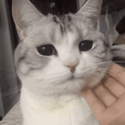 美短猫的优点与缺点，美短猫优点VS缺点