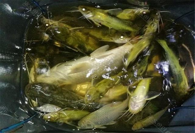 春季桥筏钓鱼技巧，冬季桥筏钓鱼技巧（这2种钓法更简单有效）