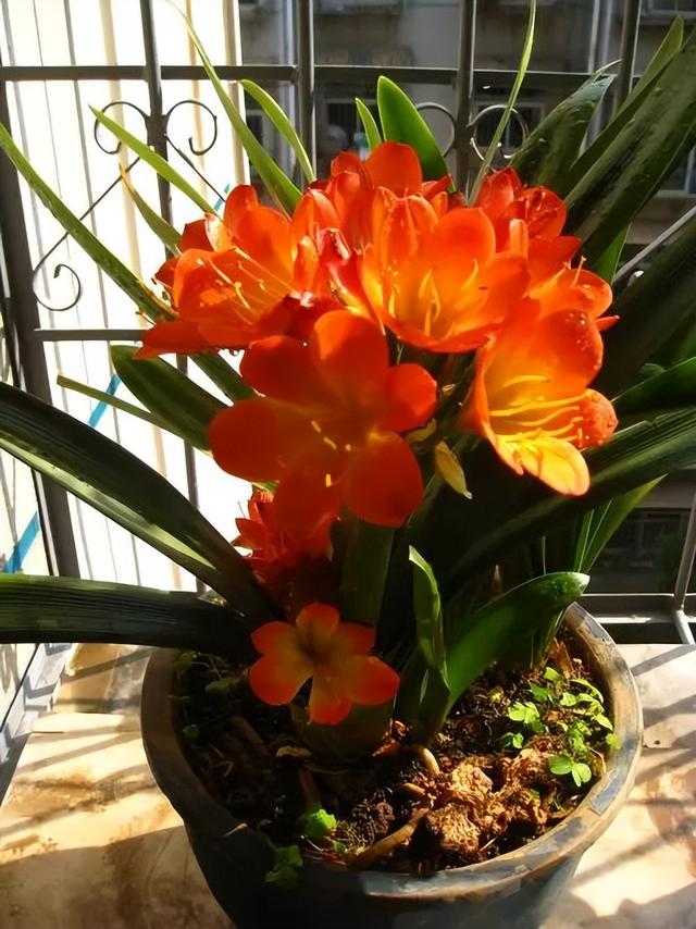 君子兰叶根腐烂怎么治，君子兰叶根腐烂怎么治好（巧施4个步骤就可以挽救）