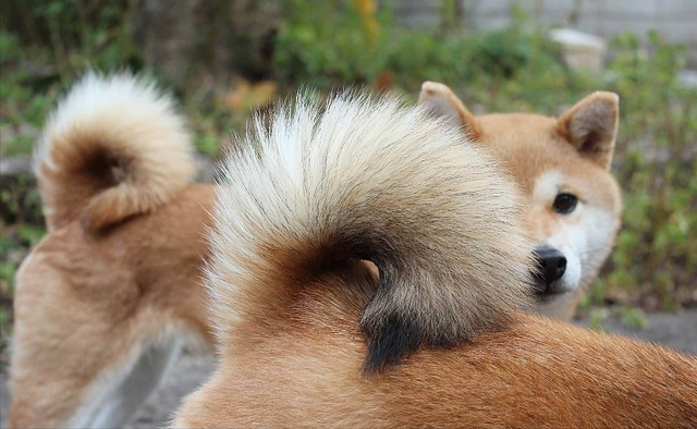 狗来富是要把狗养起来吗，狗来富是什么狗（一条狗若是有这些“特点”）