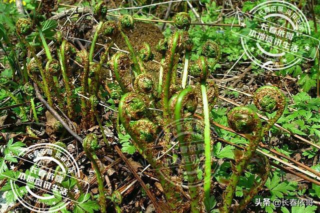 东北野生野菜有哪些，长白山中山野菜——猴子腿