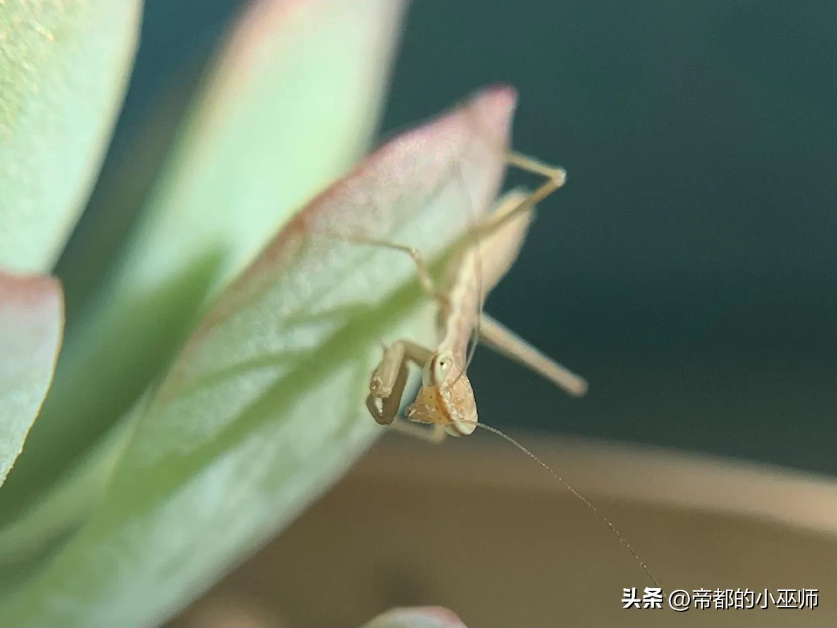 手机外置摄像头，手机外接usb头带摄像头教程（外接百元级的微距镜头效果怎么样）