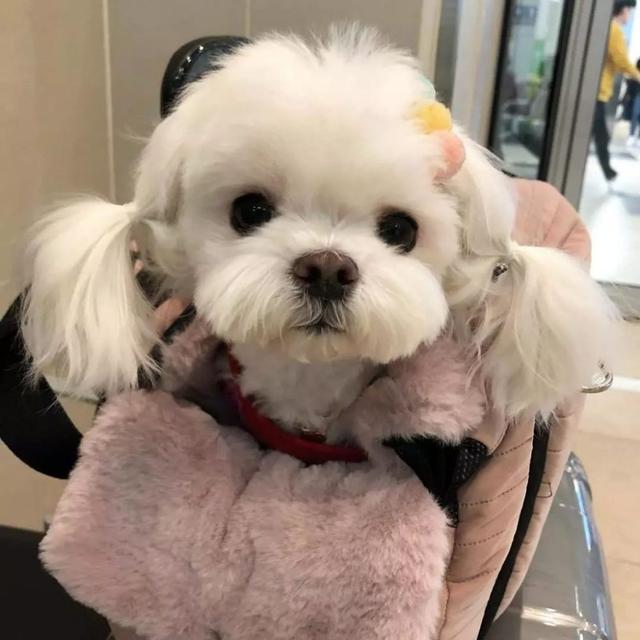 什么狗最好养，什么狗最好养最听话最忠诚（公认好养的5种“小型犬”）