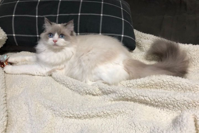 猫的记忆有多久，小猫几个月有记忆（20个养猫冷知识）