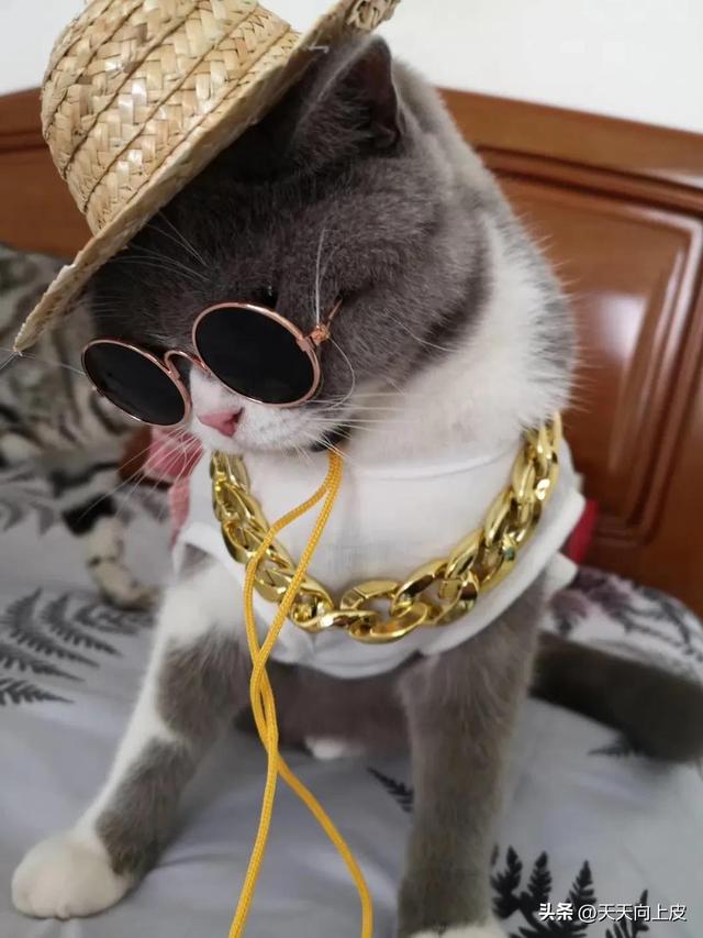 吸鞋是什么意思，吸烟鞋是什么鞋（关于我家猫的某些怪癖）