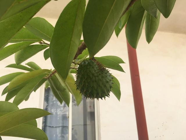 家属楼是怎么定义的，家属楼什么意思（心路历程---042房子）