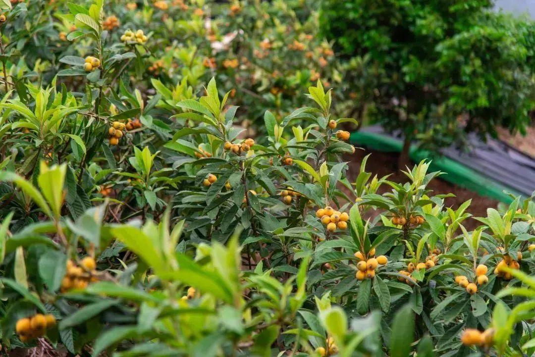 福源果场.田园生活家