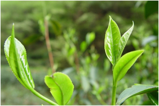 黑茶保质期有多久，黑茶的保质期限多久啊（快看看你的茶过期了吗）