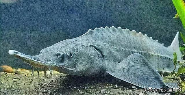 长江名贵鱼前十名，10大凶猛淡水鱼（我国保护的鱼类有87种）