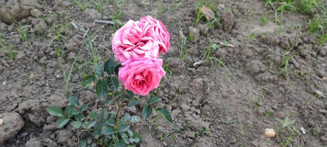 免打扰模式怎么设置，手机免打扰模式在哪里设置（手机免打扰模式开启）