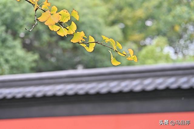 杭州旅游有哪些乐园，这些地方的秋色藏不住了