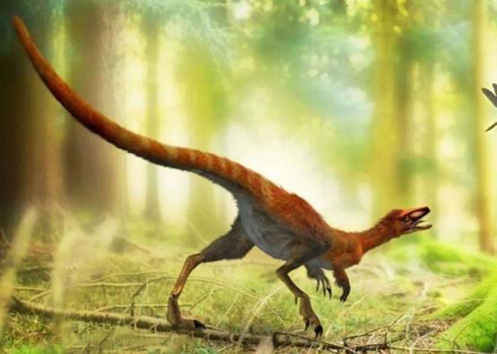 鸡是什么类动物，鸡属于什么类型的动物（智利科学家培育出“恐龙鸡”）