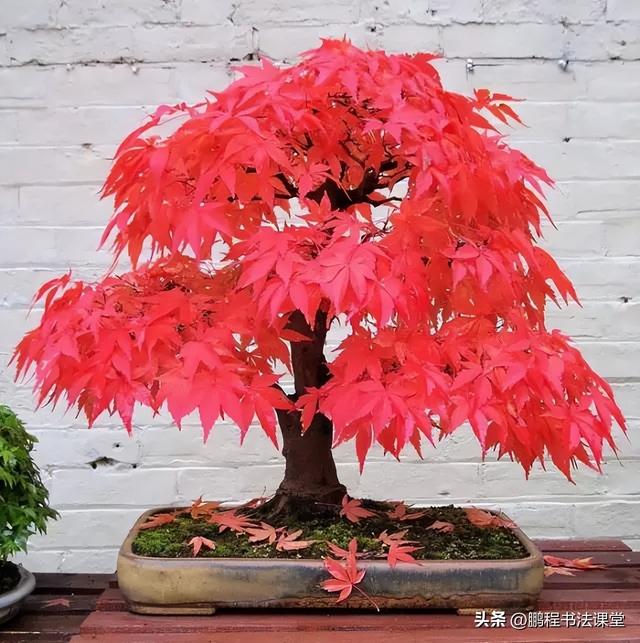 8种天然盆景大全，18个·高颜值盆景，太惊艳了