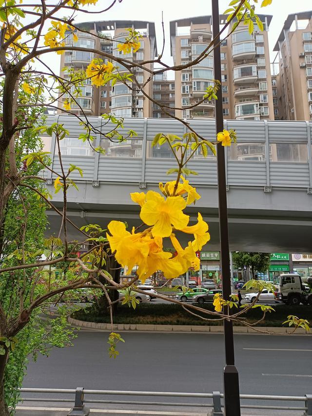 木香花为什么不能种，这几种木本花色金黄（木香花容易种吗）