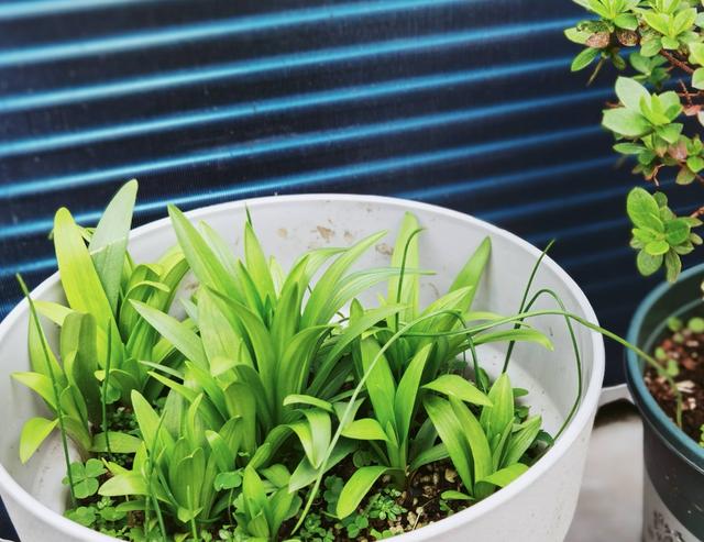 如意花怎么养，如意皇后的养殖方法和注意事项（颜值高寓意好开爆盆）