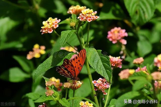 蝴蝶生活习性，蝴蝶王国（蝴蝶的生活环境和特点）