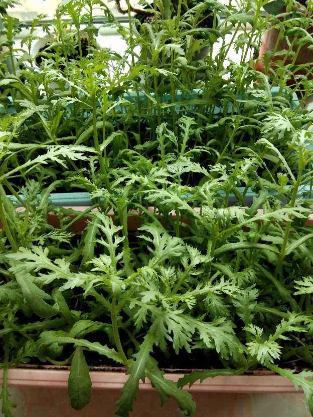 广东人叫做皇帝菜是什么菜，广东人的菜叫什么（被称作“皇帝菜”）