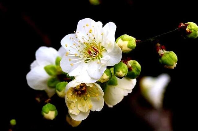 绿萼梅的花语和寓意，绿萼梅的花语和寓意和象征（绿梅～梅花中的佼佼者。因萼绿花白）