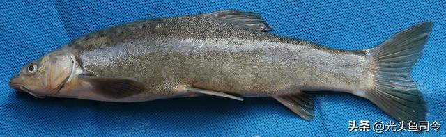 长江名贵鱼前十名，10大凶猛淡水鱼（我国保护的鱼类有87种）