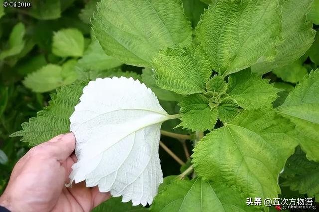 五蠹是哪五个，指的是哪五蠹？之首是儒术吗（中国麻类作物大全）