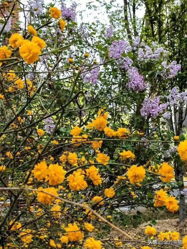 春天的花有哪些，夏天的花有哪些（<一>棣棠花、紫荆花、梨花和丁香花）