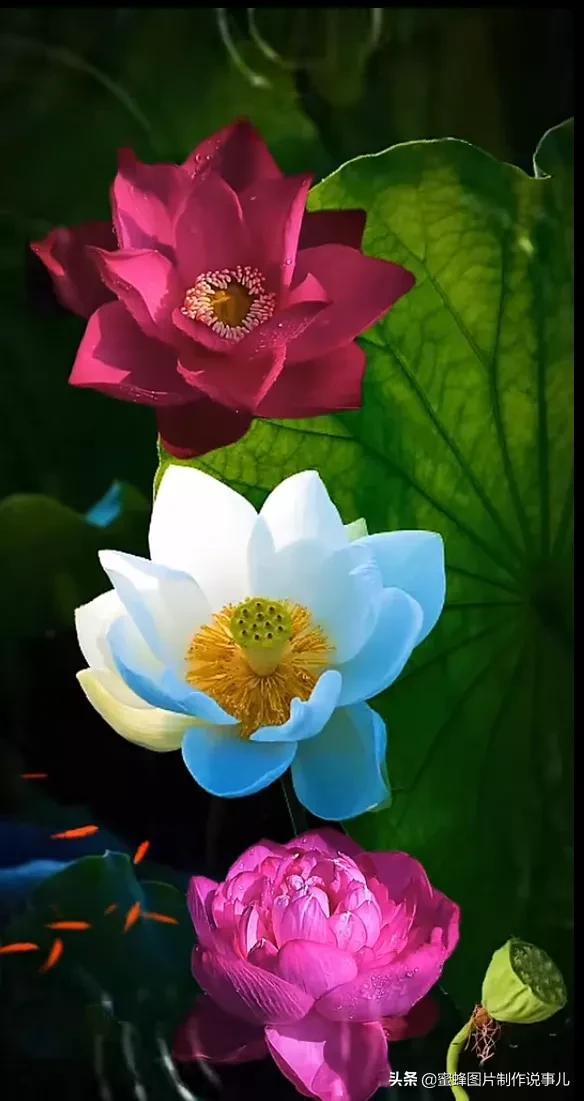 腊梅图片，一花一世界（腊梅图片）