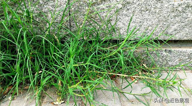 钝叶草（钝叶草），园林绿化中常见草坪植物种类（葎草叶片病害）