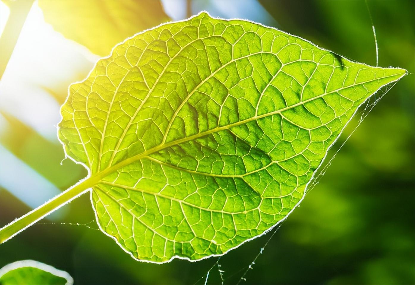 植物如何吸收阳光进行光合作用?